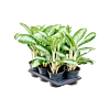 Aglaonema 'Anouk' 6/tray