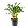 Aglaonema 'Amazon Silver'