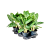 Aglaonema ‘Britt’ 6/tray