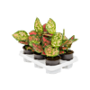 Aglaonema 'Crimson Love' 6/tray