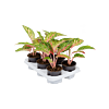 Aglaonema 'Coco Melon' 6/tray