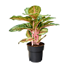Aglaonema 'Carnival Queen'