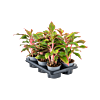 Aglaonema 'Crete' 6/tray