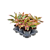 Aglaonema 'Siam Red' 6/tray