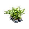 Aglaonema 'Cutlass' 6/tray