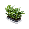 Aglaonema 'Diamond Bay' 8/tray