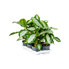Aglaonema 'Diamond Bay' 6/tray