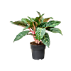 Aglaonema 'Dreamcatcher'