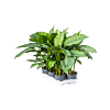 Aglaonema 'Freedman' 6/tray