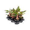 Aglaonema 'Jungle Red' 6/tray