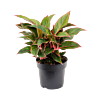 Aglaonema 'Jungle Red'
