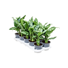 Aglaonema 'Maria' 10/tray