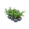 Aglaonema 'Maria' 6/tray
