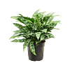 Aglaonema 'Maria'
