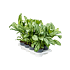 Aglaonema 'Maria Christina' 8/tray