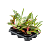 Aglaonema mix 6/tray