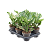 Aglaonema 'Pink Leopard' 6/tray
