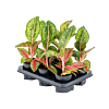 Aglaonema 'Paradise Red' 6/tray