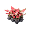 Aglaonema 'Red Joy' 6/tray