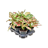 Aglaonema 'Red Valentine' 6/tray
