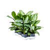 Aglaonema 'Silver Bay' 6/tray