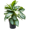 Aglaonema 'Silver Bay'