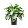 Aglaonema 'Silver Bay'