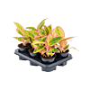 Aglaonema 'Salmon Fantasy' 6/tray