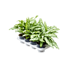 Aglaonema 'Silver Queen Compact' 8/tray