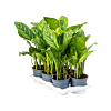 Aglaonema 'Stripes' 6/tray