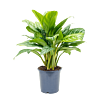 Aglaonema 'Stripes'