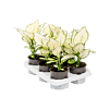 Aglaonema 'White Joy' 6/tray