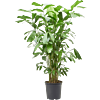 Caryota mitis