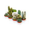 Cactus mix 11/tray