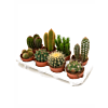 Cactus mix 8/tray