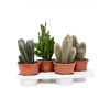 Cactus mix 4/tray