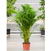 Dypsis (Areca) lutescens