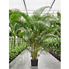 Dypsis (Areca) lutescens