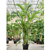 Dypsis (Areca) lutescens