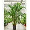 Dypsis (Areca) lutescens