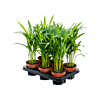 Dypsis (Areca) lutescens 6/tray