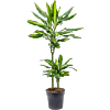 Dracaena fragrans 'Cintho'