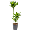 Dracaena fragrans 'Cintho'
