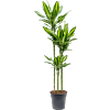Dracaena fragrans 'Cintho'