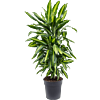 Dracaena fragrans 'Cintho'