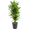 Dracaena fragrans 'Cintho'