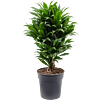 Dracaena fragrans 'Compacta'