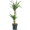 Dracaena deremensis 'Warneckei'