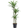 Dracaena deremensis 'Warneckei'