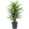 Dracaena deremensis 'Warneckei'
